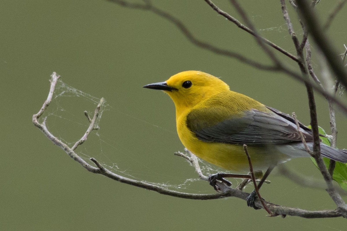Prothonotary Warbler - Mike Russell