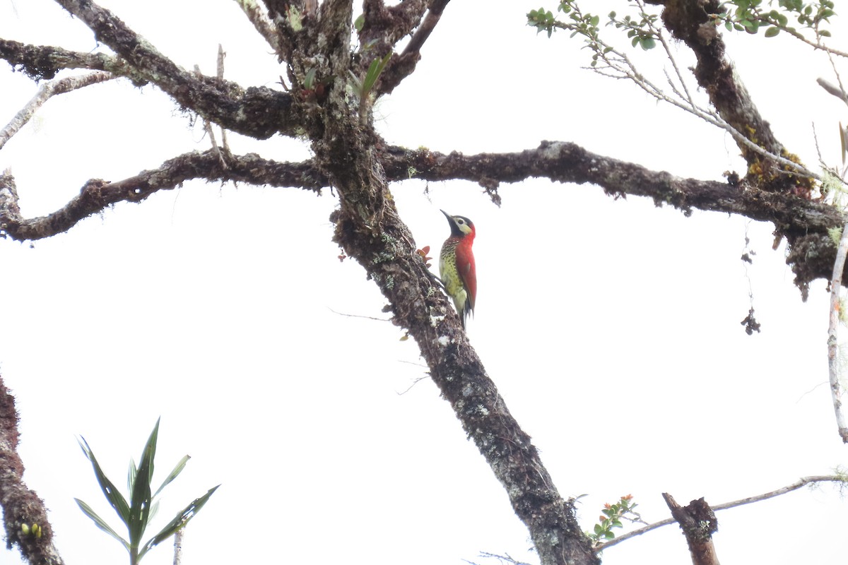 Crimson-mantled Woodpecker - ML572237421