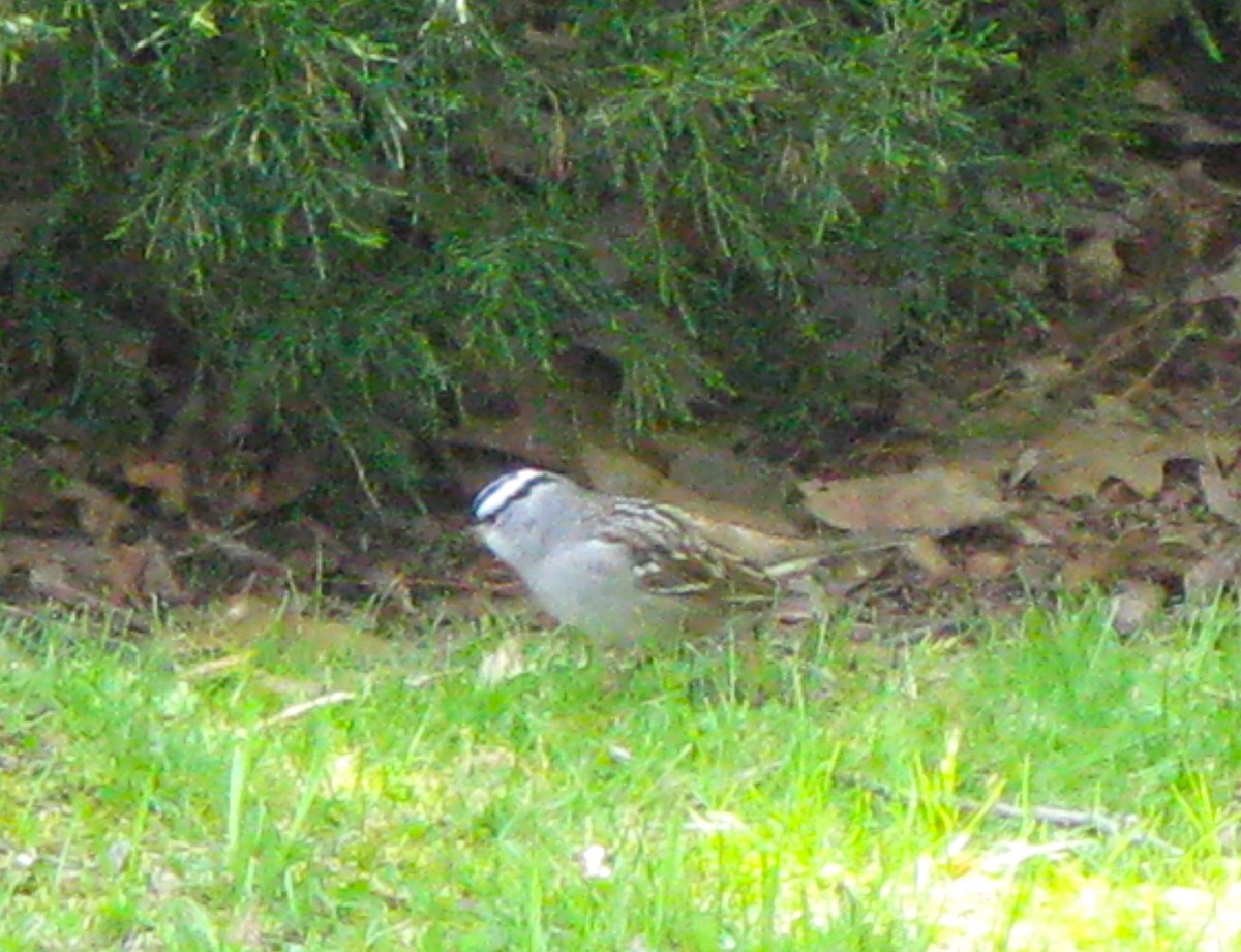 White-crowned Sparrow - ML572238611