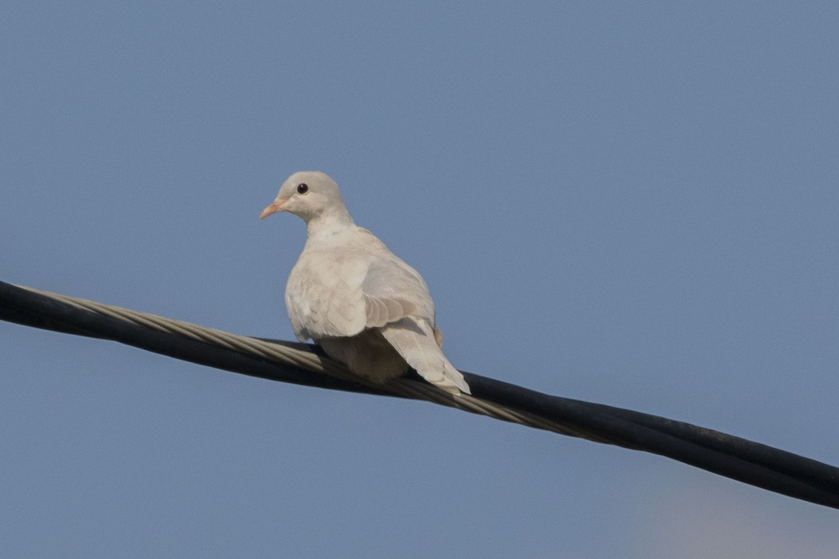 Eurasian Collared-Dove - ML572242771