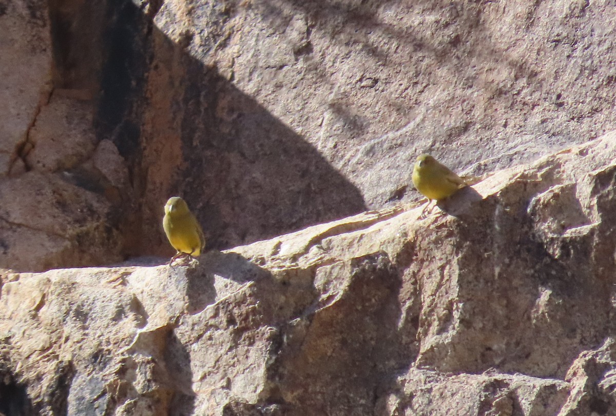 Greater Yellow-Finch - ML572243141
