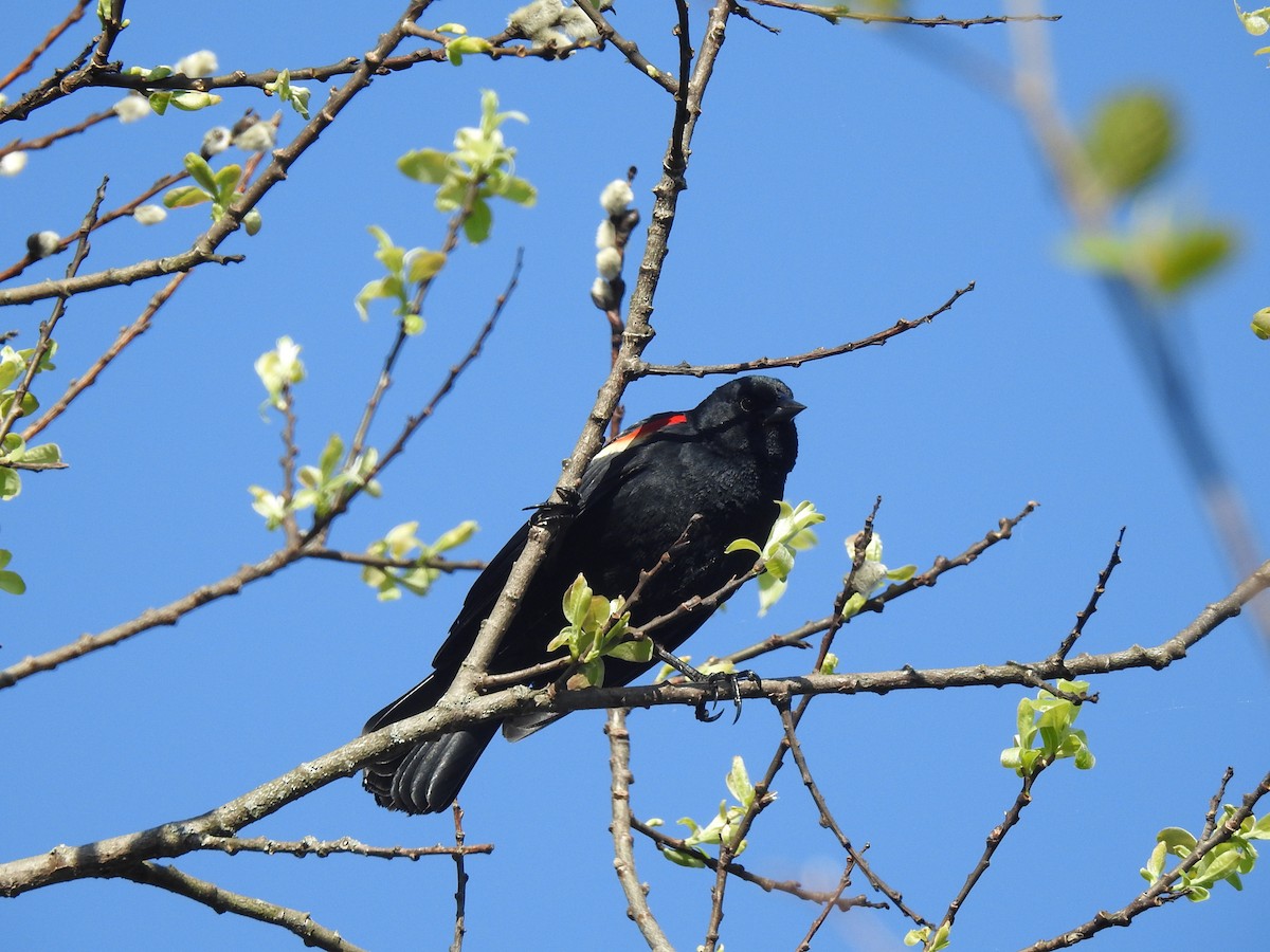 Red-winged Blackbird - ML572243171