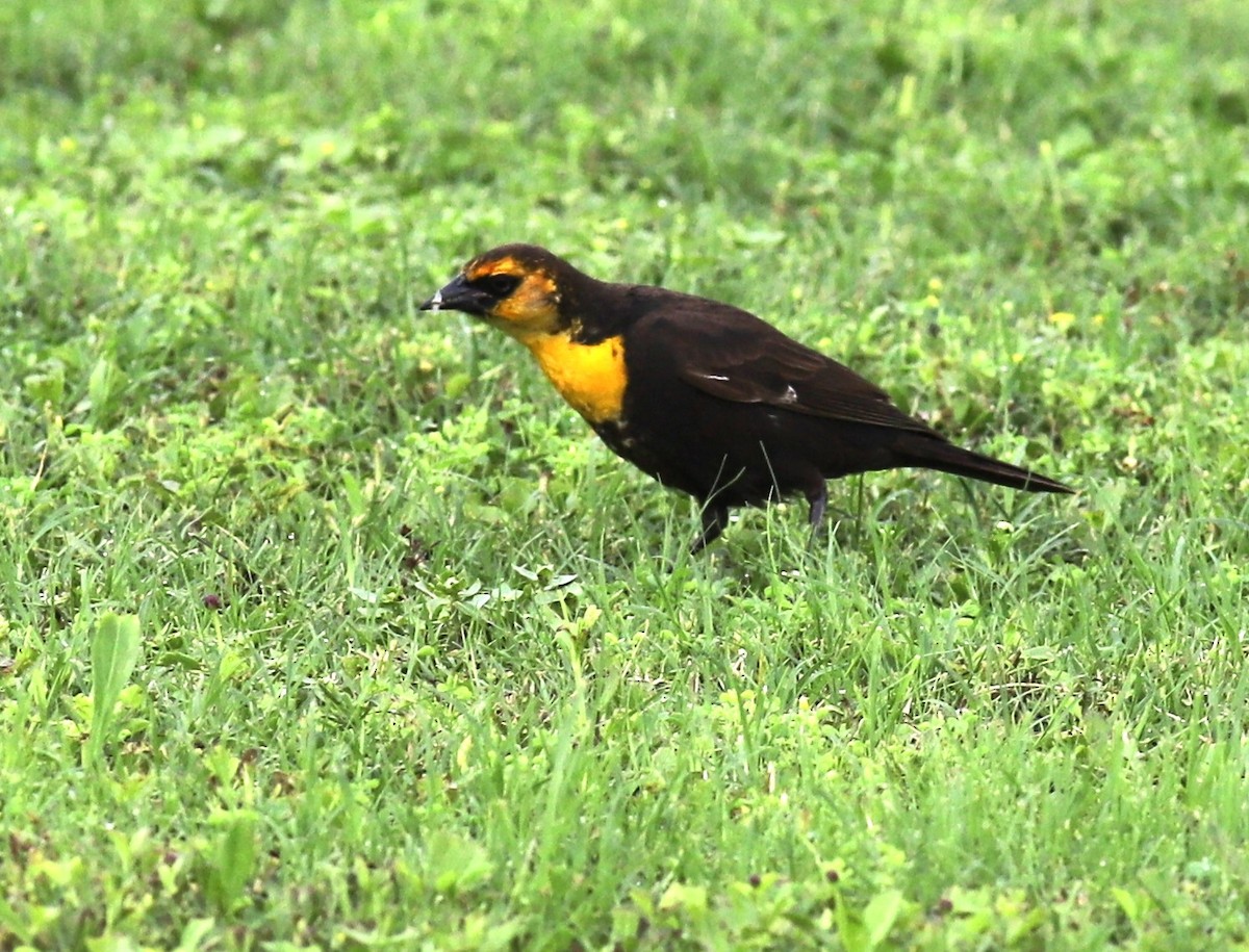 Yellow-headed Blackbird - ML572244141