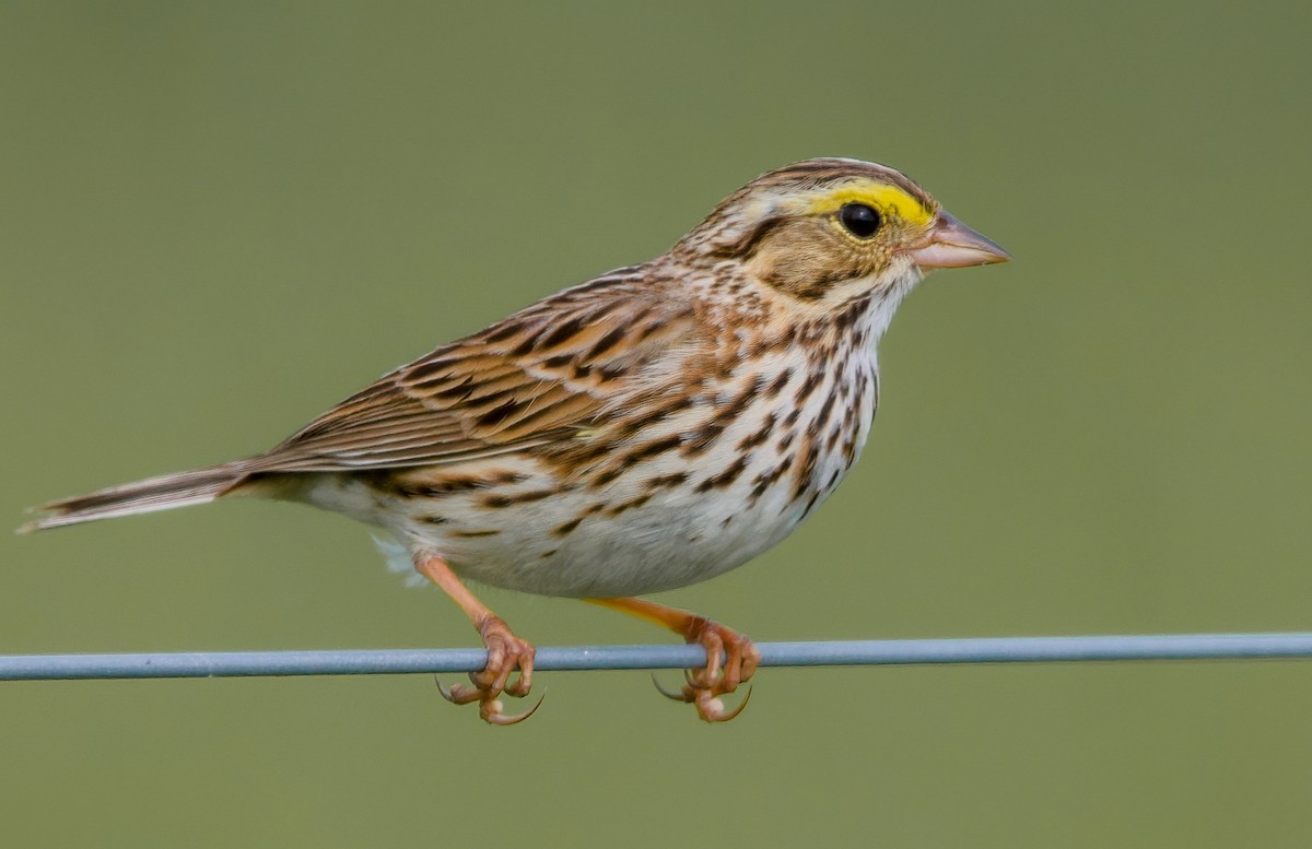 Savannah Sparrow - ML572244591