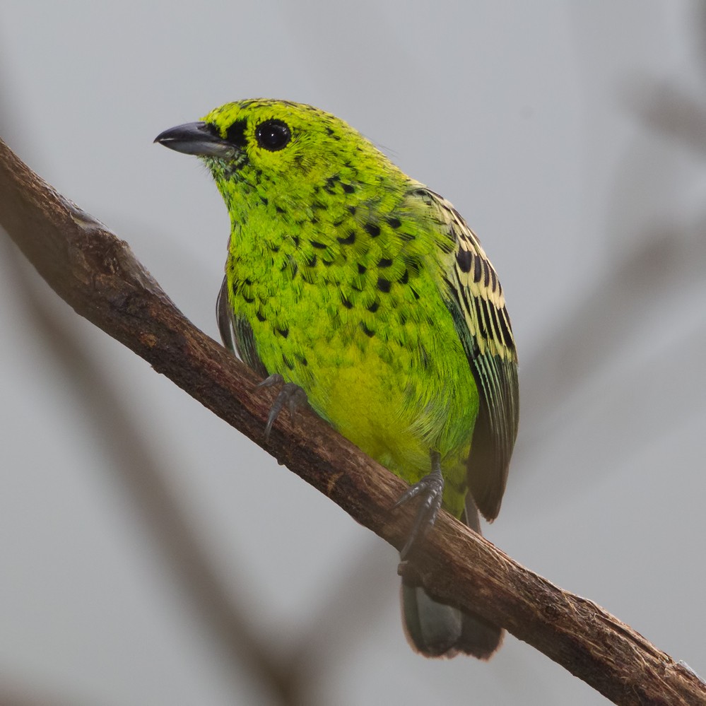 Yellow-bellied Tanager - ML57225261