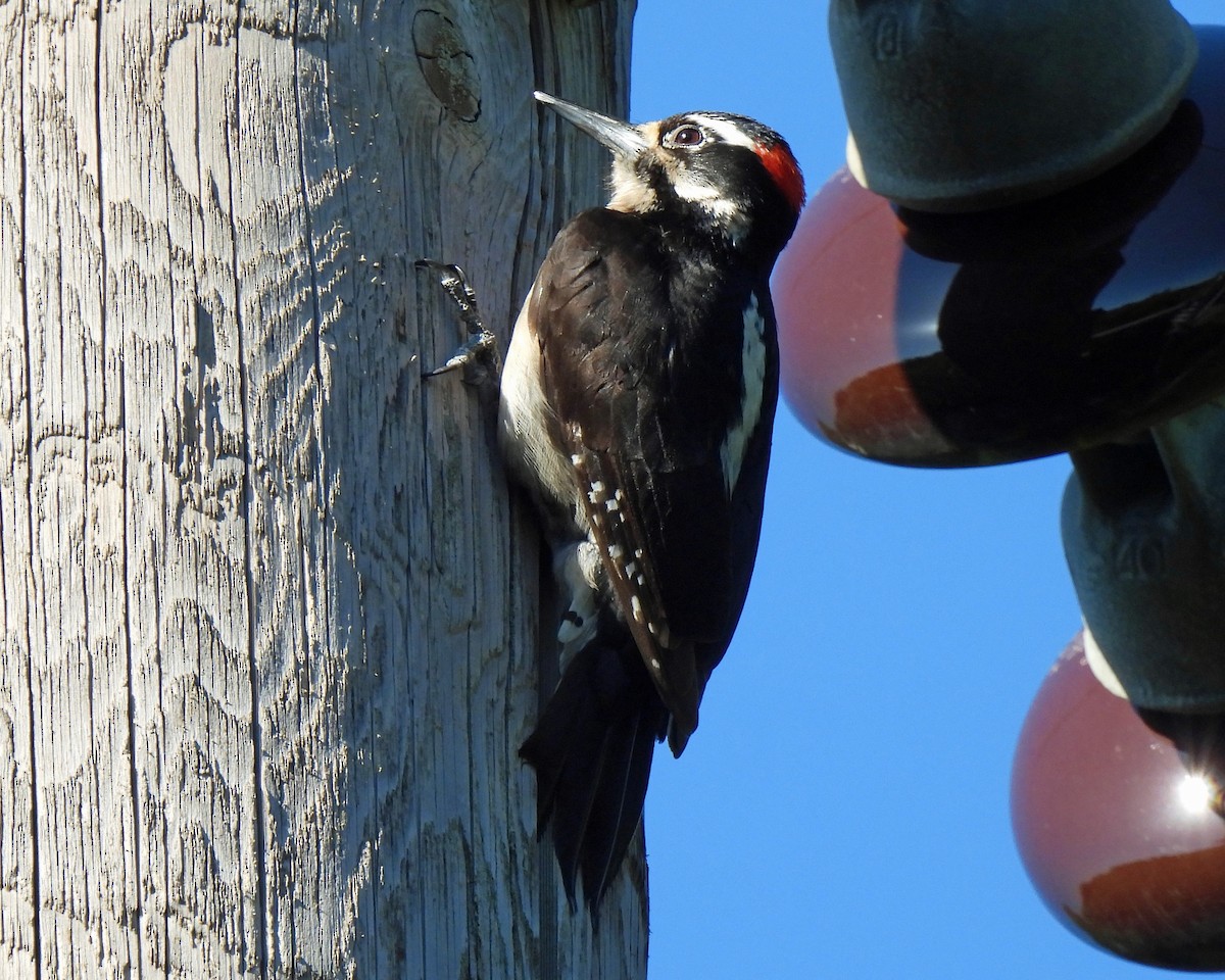Hairy Woodpecker - ML572255821