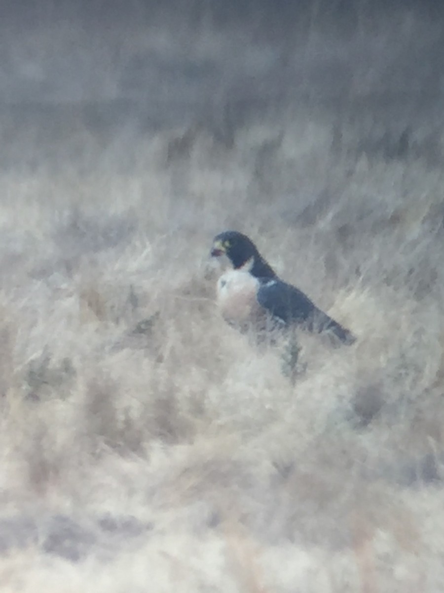 Peregrine Falcon - Edwin French (Albatross Birding Chile)
