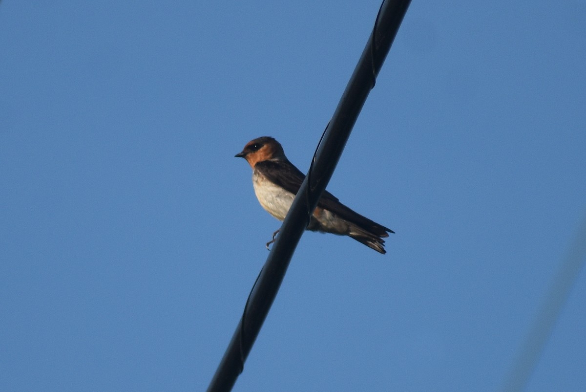 Cave Swallow - ML572260661