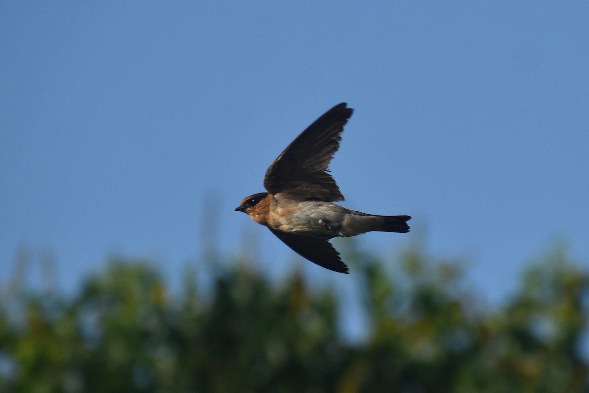 Cave Swallow - ML572260971