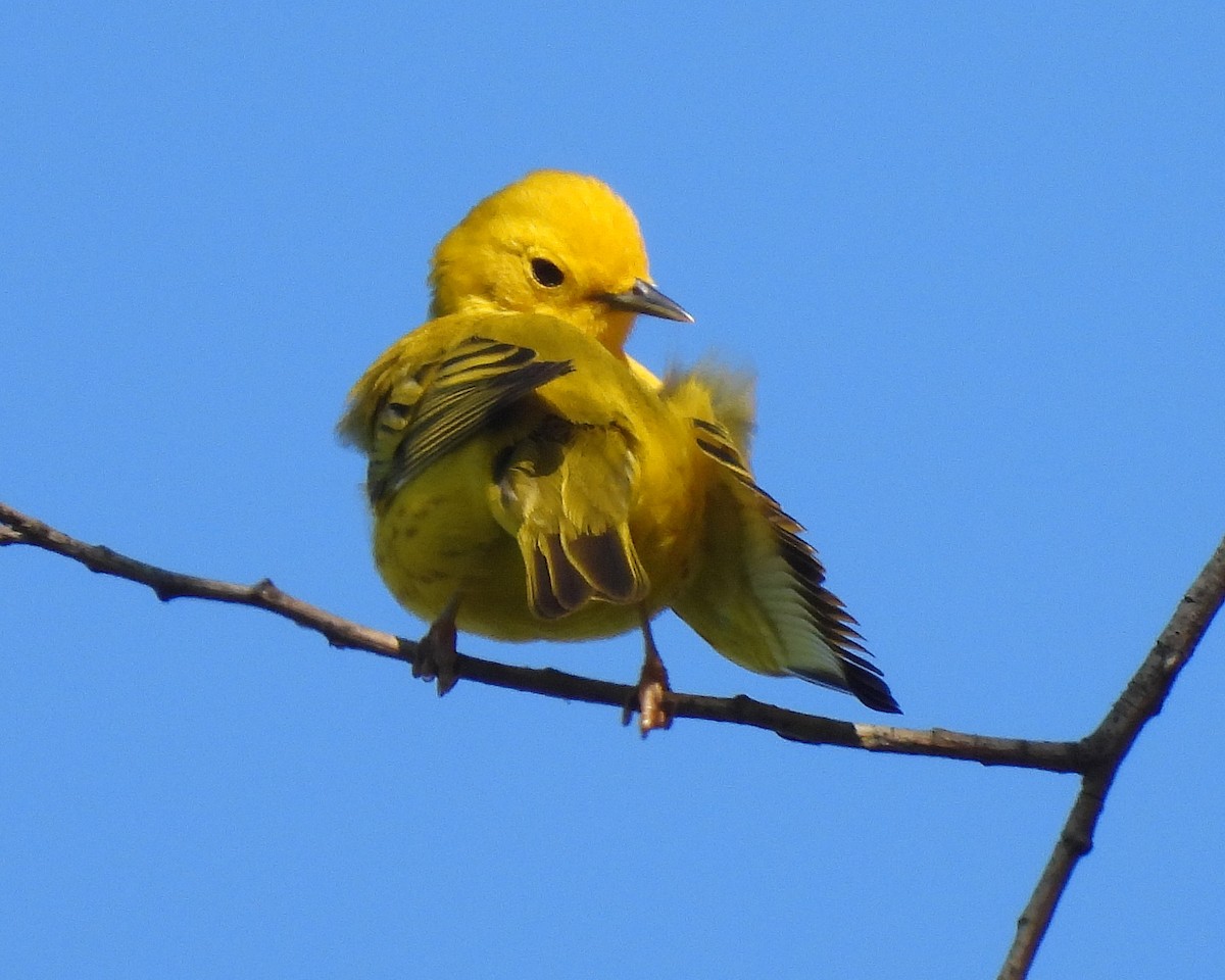 Yellow Warbler - Patrick Fair