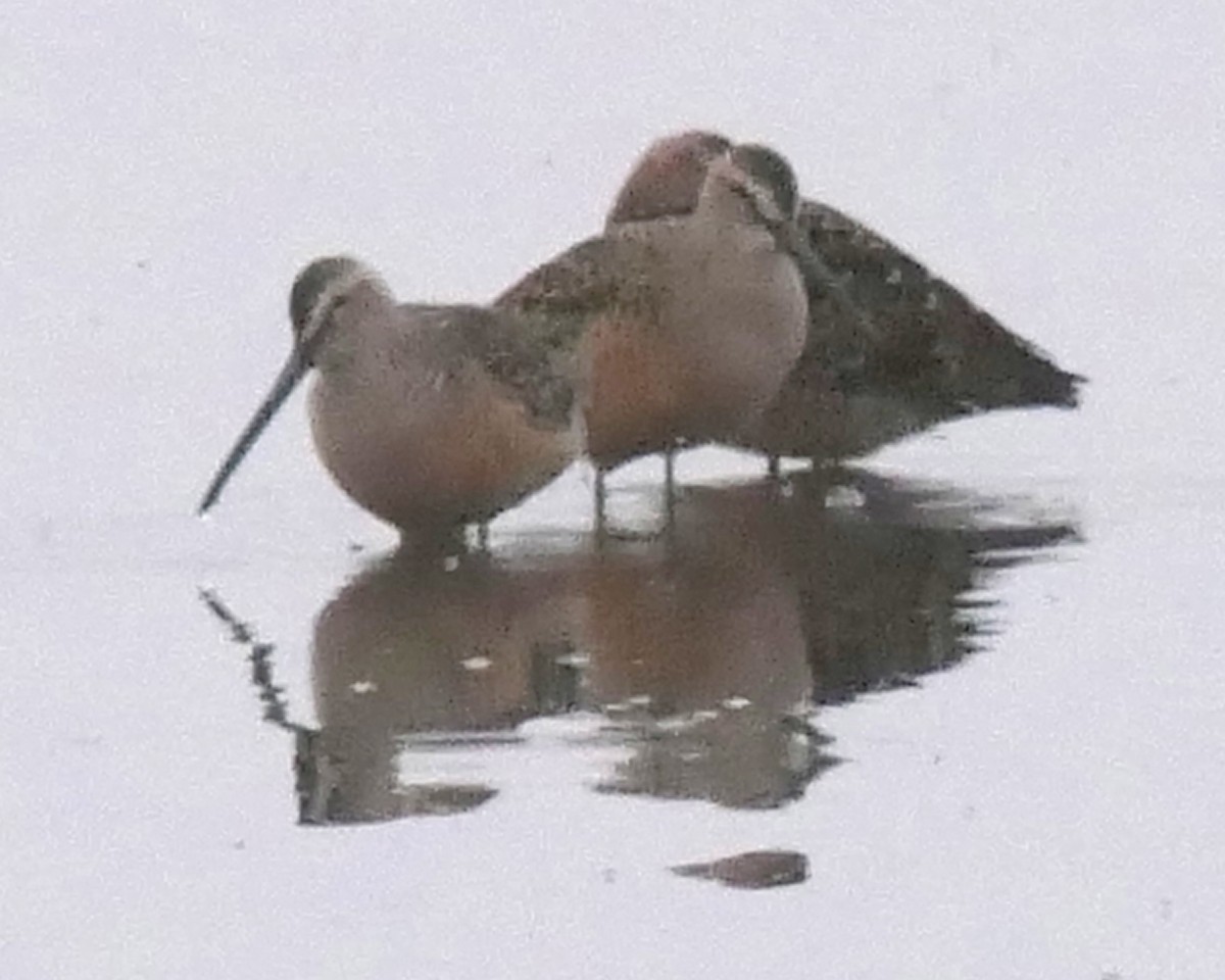 Long-billed Dowitcher - ML572262821