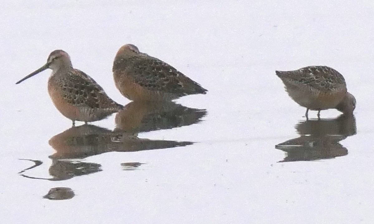 Long-billed Dowitcher - ML572262831