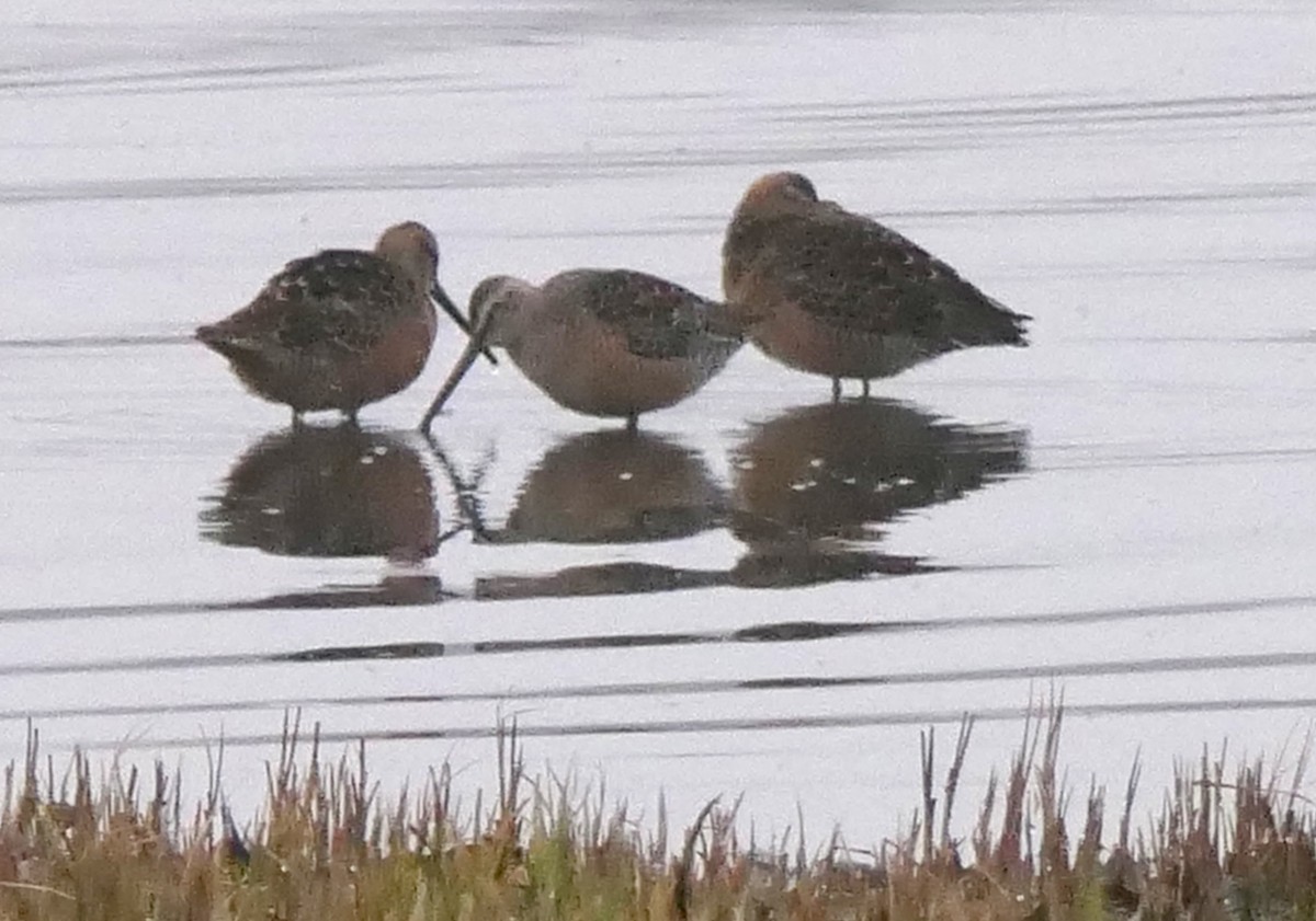 Long-billed Dowitcher - ML572262841