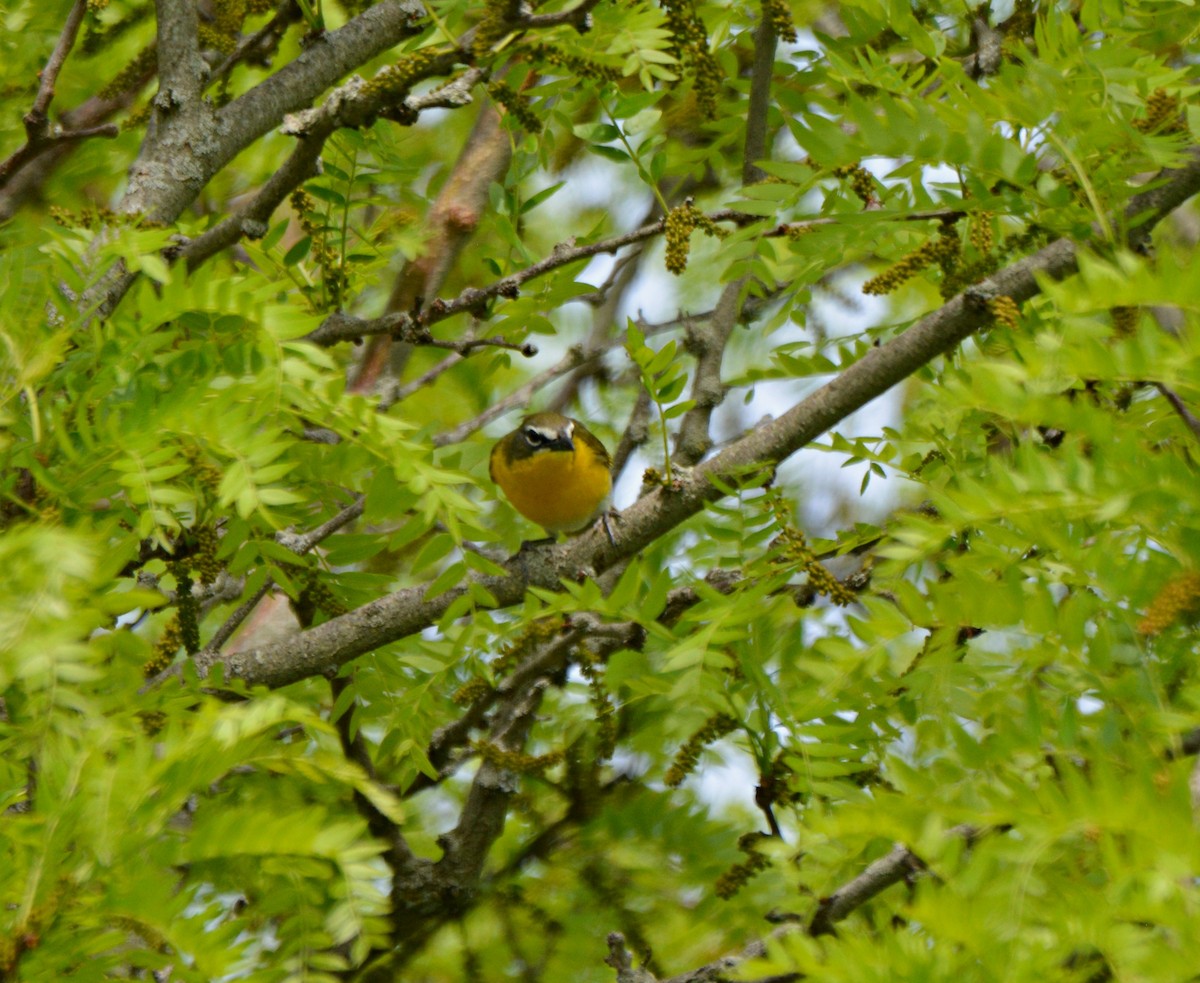 Yellow-breasted Chat - ML572264751