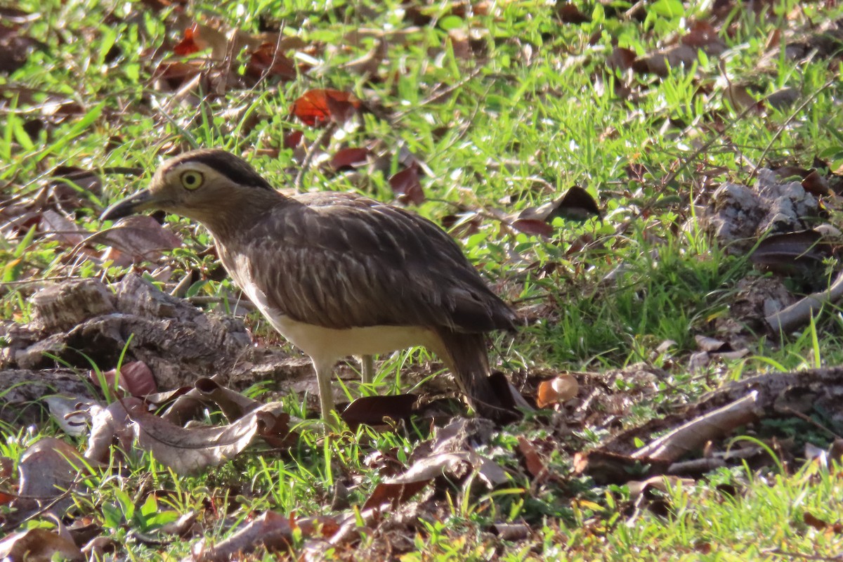 Double-striped Thick-knee - ML572265031