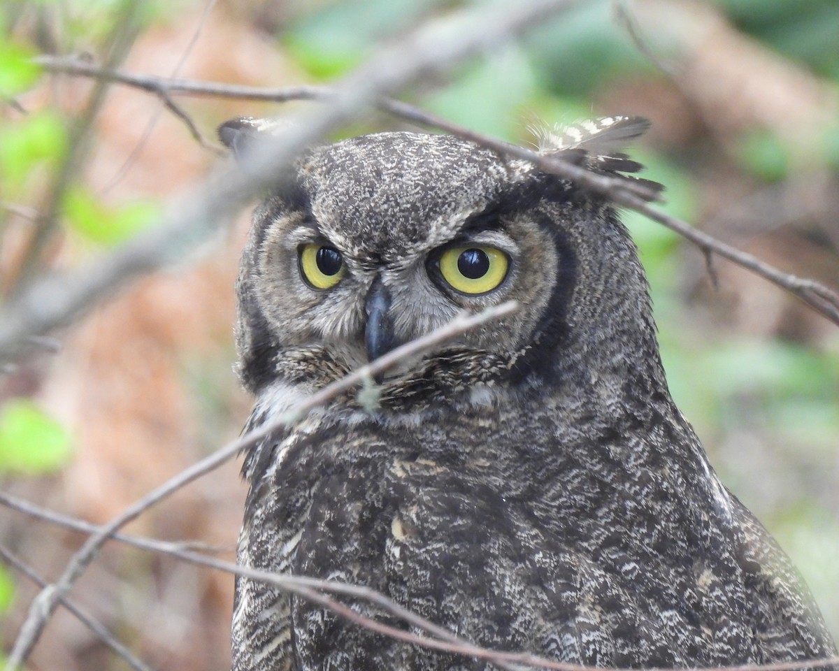 Great Horned Owl - ML572267111