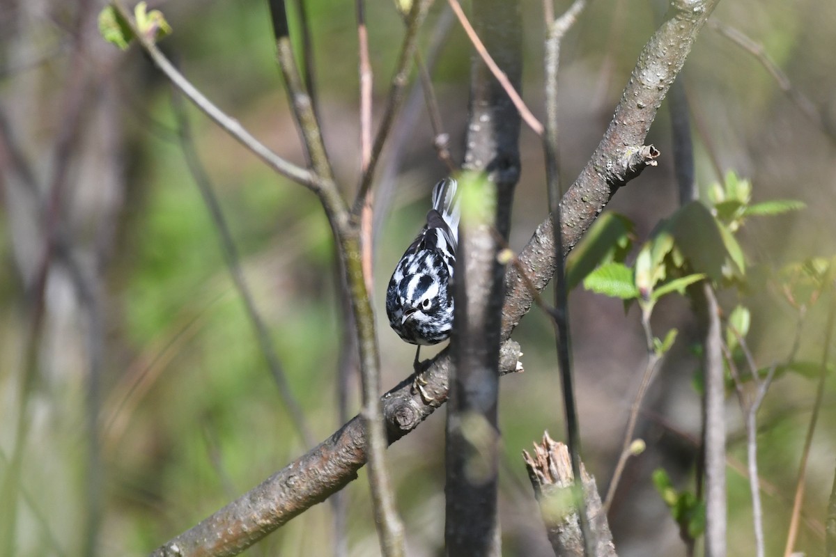 Black-and-white Warbler - ML572269811