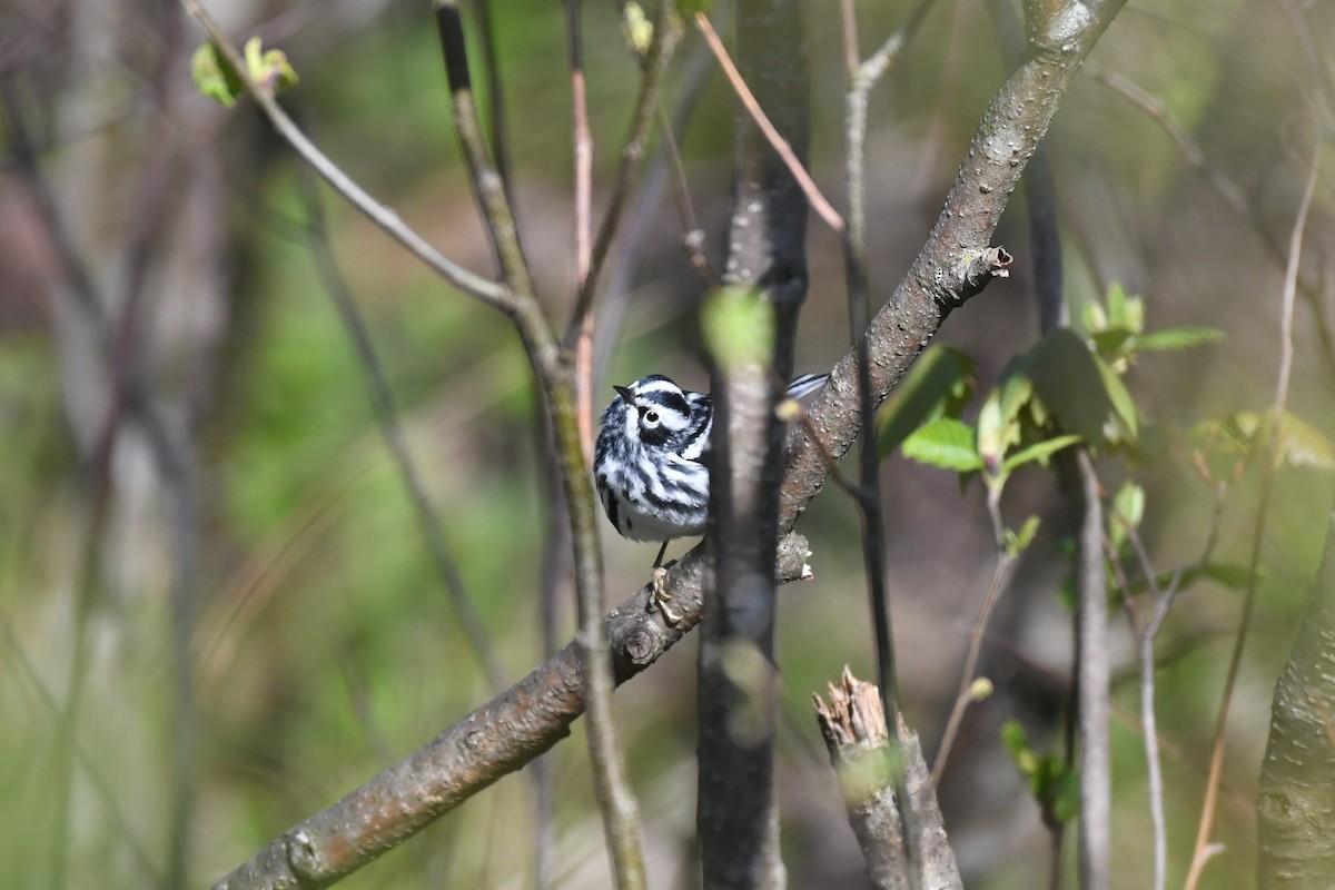 Black-and-white Warbler - ML572269831