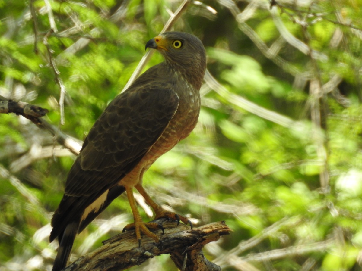 Roadside Hawk - Angel Castillo Birdwatching Guide