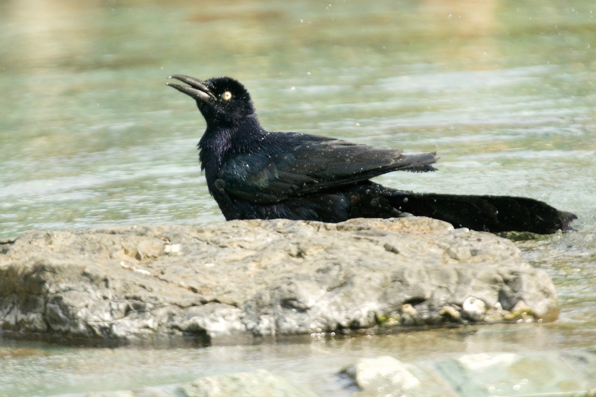 Great-tailed Grackle - ML572276431