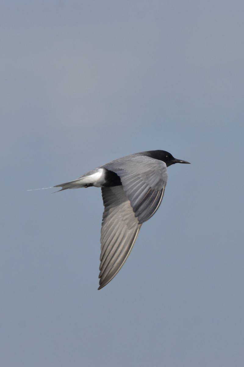 Black Tern - Matthew Law