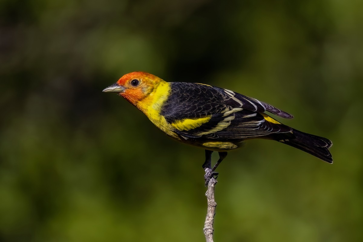 Western Tanager - ML572282601