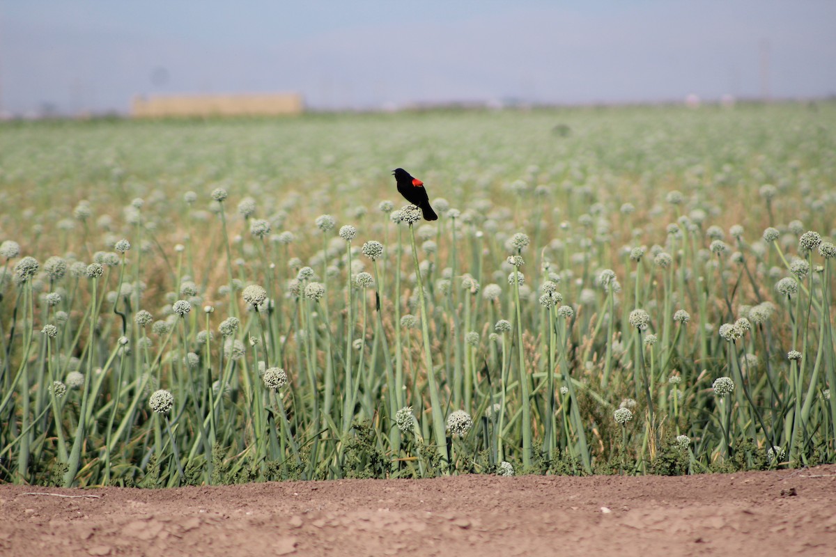 Red-winged Blackbird - Wally Birder
