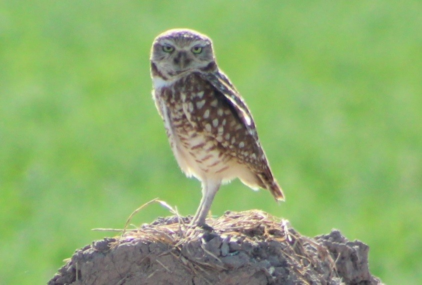 Burrowing Owl - Wally Birder