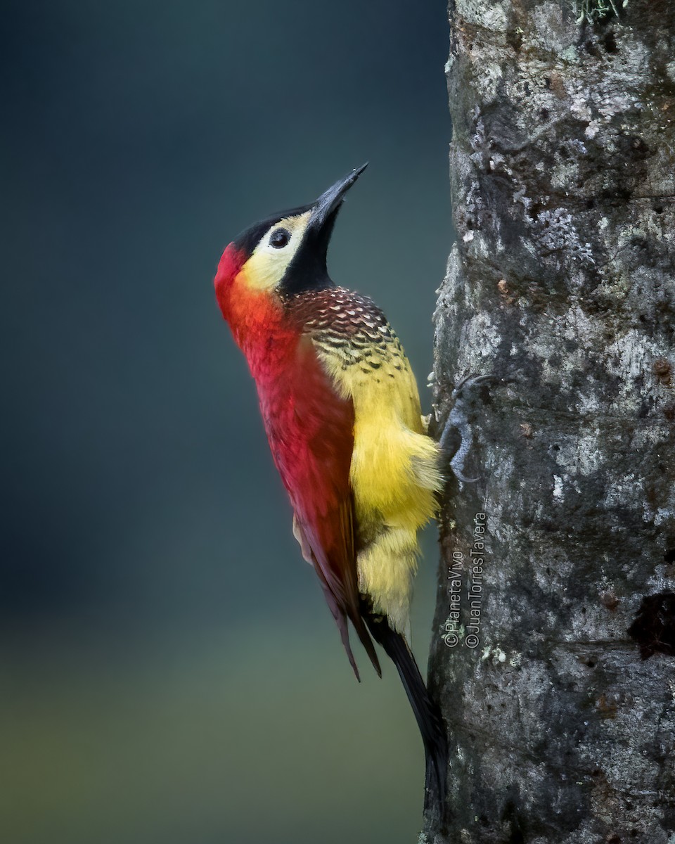 Crimson-mantled Woodpecker - ML572296141