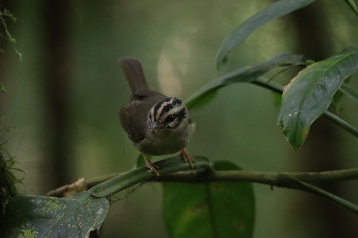 Costa Rican Warbler - John Drummond