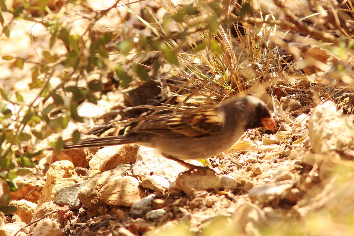 Black-chinned Sparrow - Jim Parker