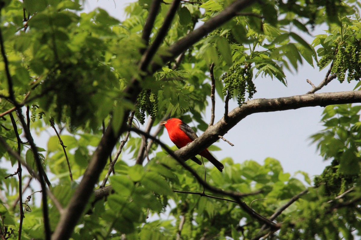 Scarlet Tanager - ML572301471