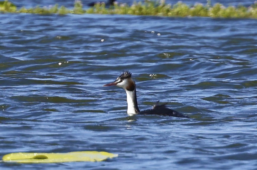 Great Crested Grebe - ML572304311