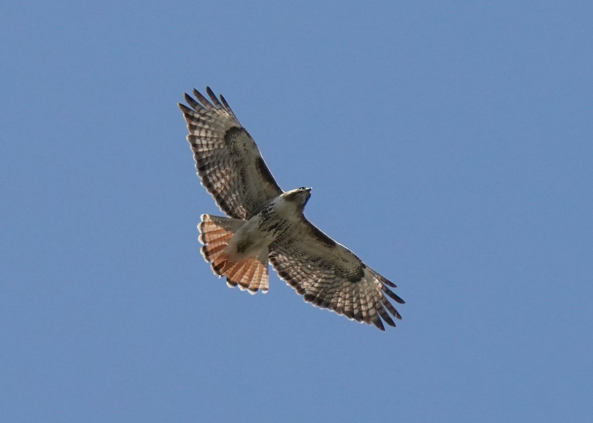 Red-tailed Hawk - ML572308671