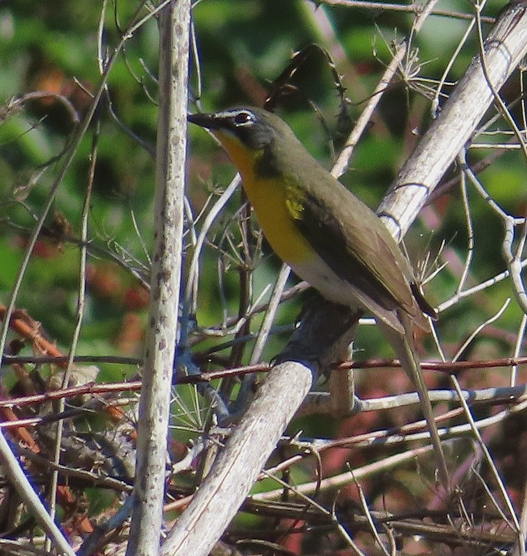 Yellow-breasted Chat - ML572312381