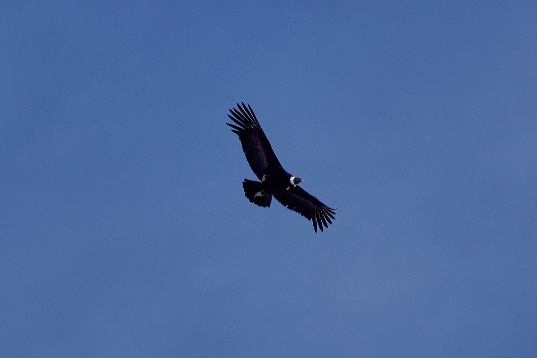 Condor des Andes - ML572313761