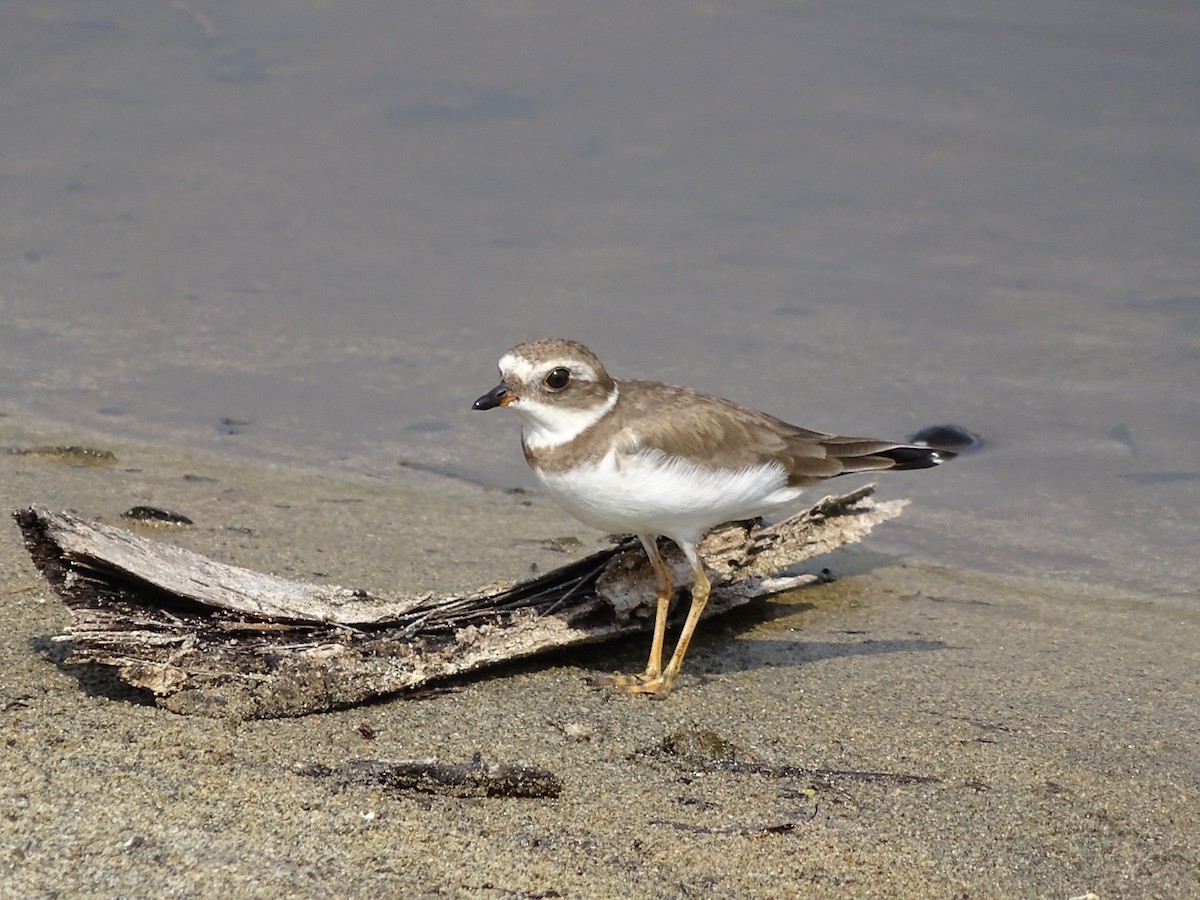 Semipalmated Plover - ML572313901