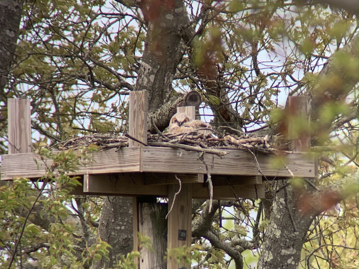 Great Horned Owl - ML572316781