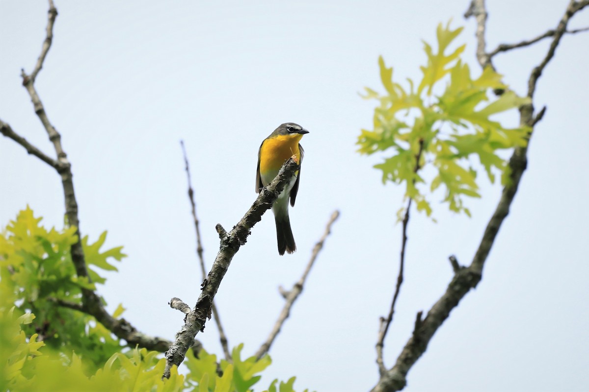 Yellow-breasted Chat - ML572323571