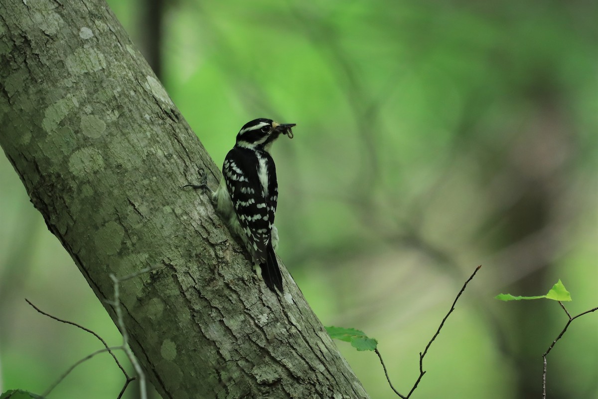 Downy Woodpecker - ML572326731