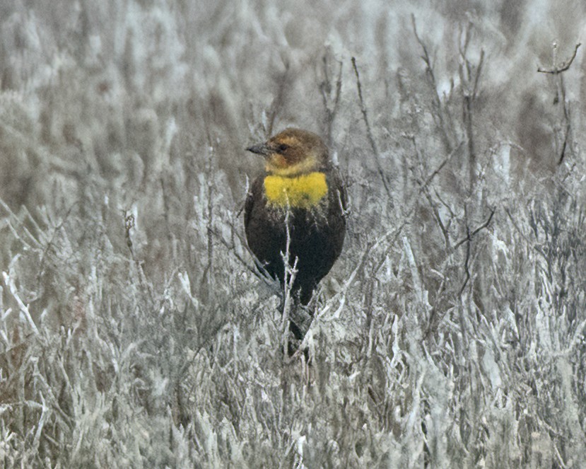 Yellow-headed Blackbird - ML572326911