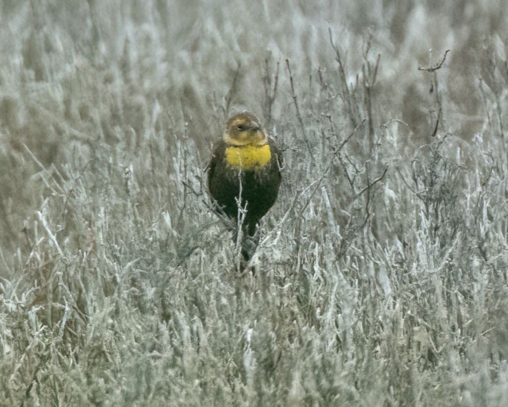 Yellow-headed Blackbird - ML572326921