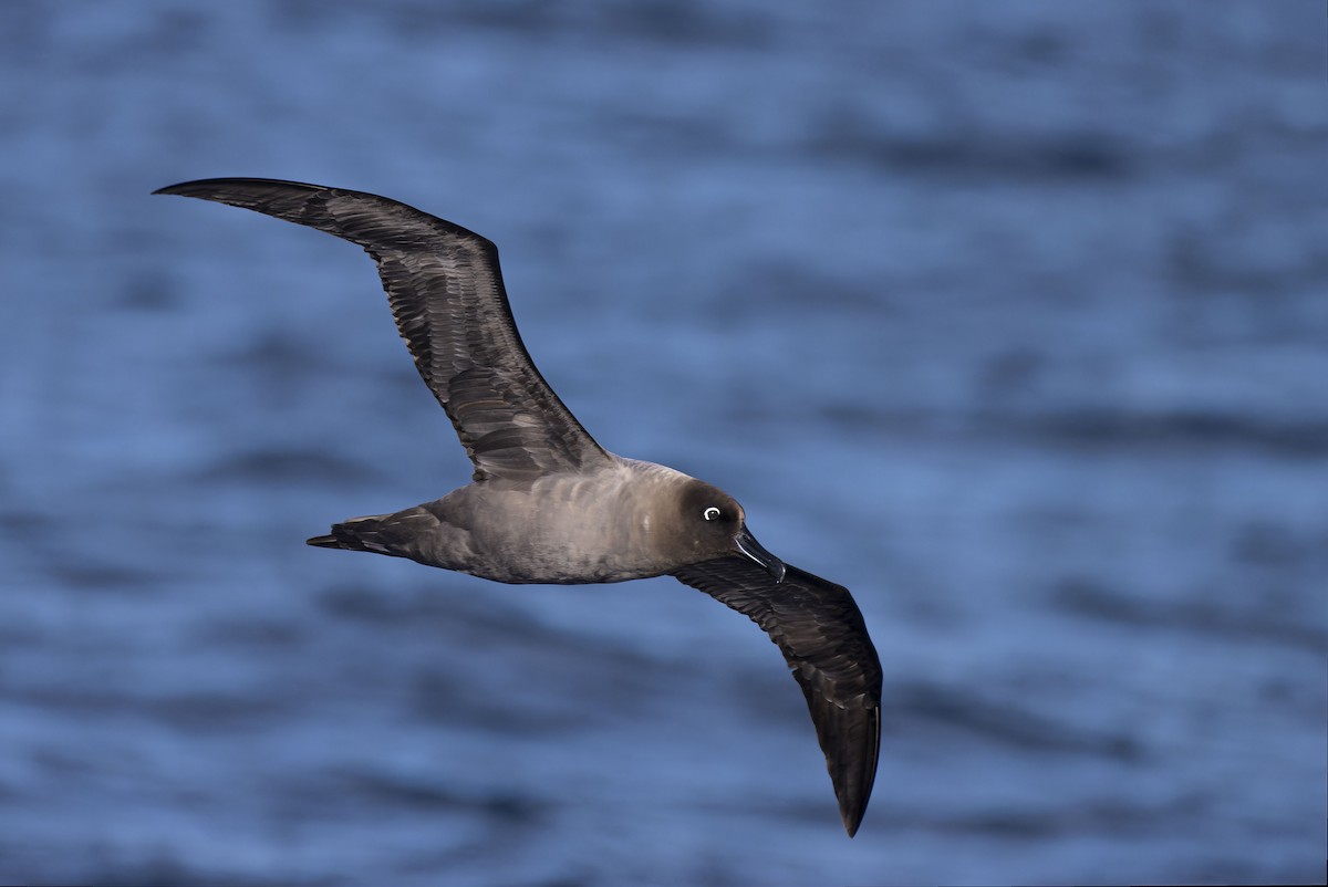 Light-mantled Albatross - ML572328551