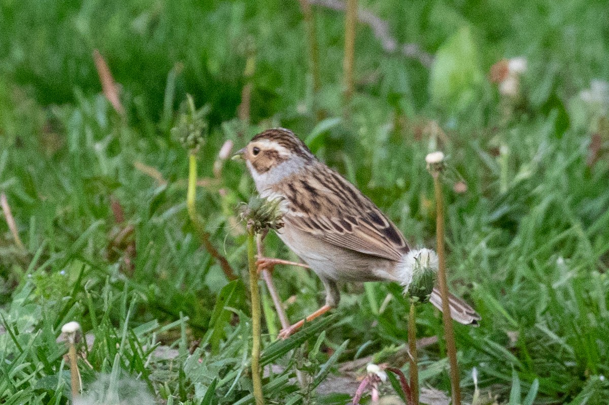 Clay-colored Sparrow - ML572334631