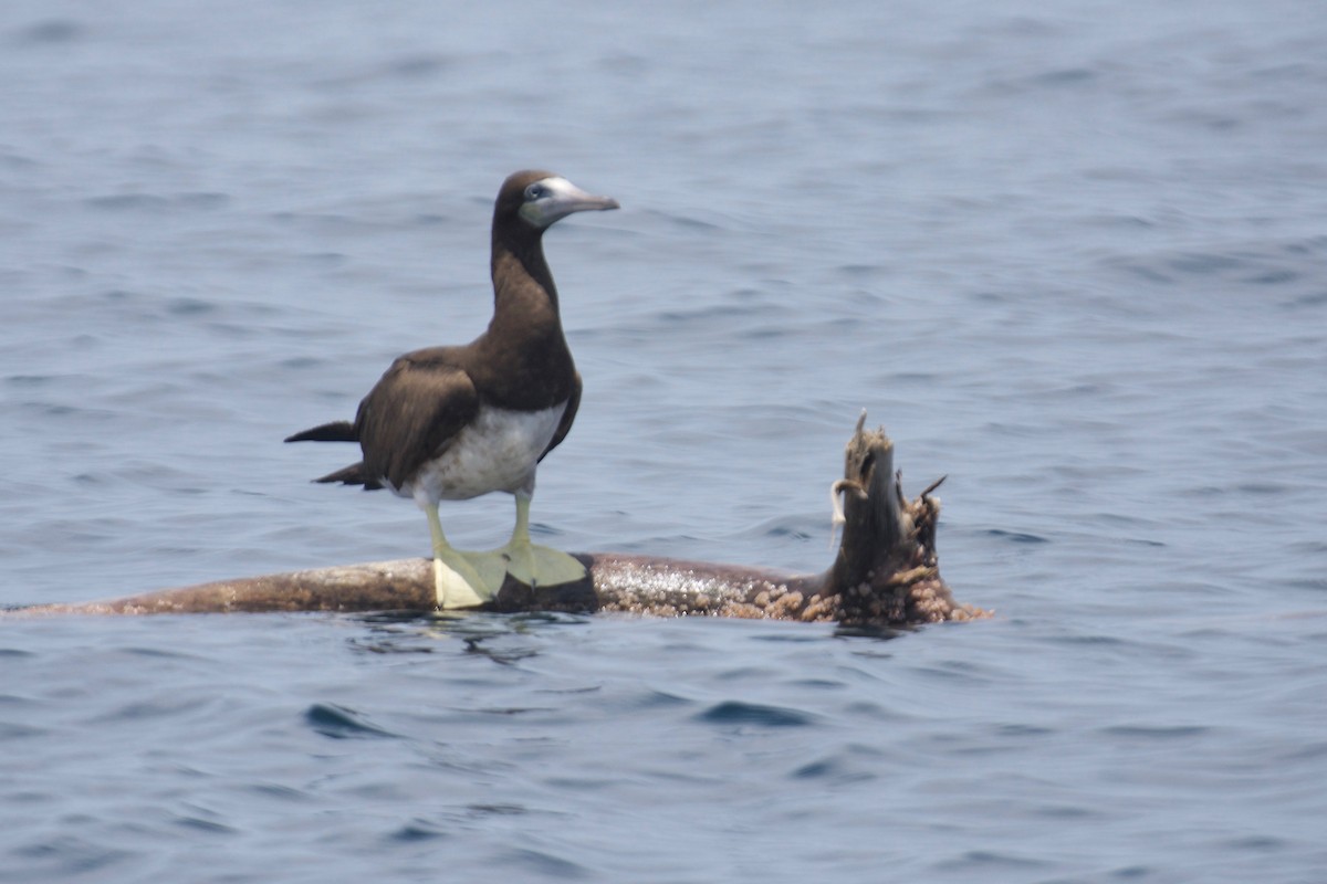 Brown Booby - ML572337951