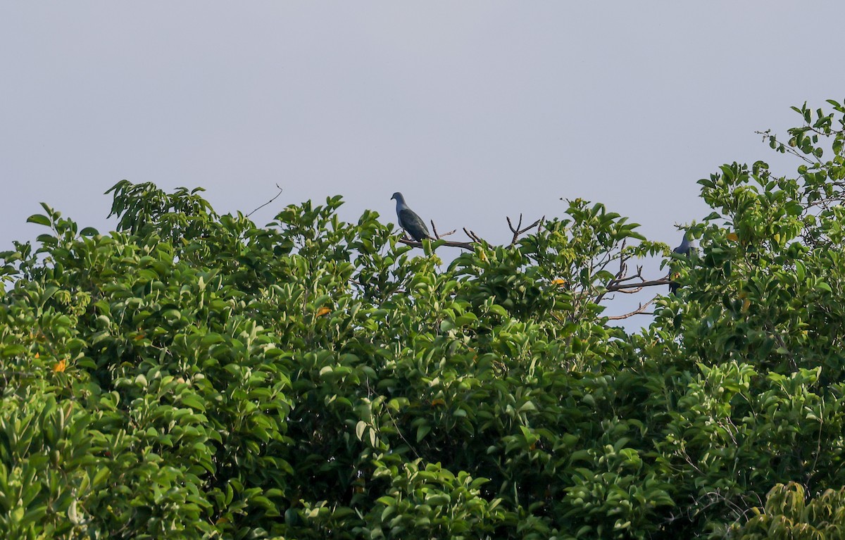 Spotted Imperial-Pigeon - ML572338371
