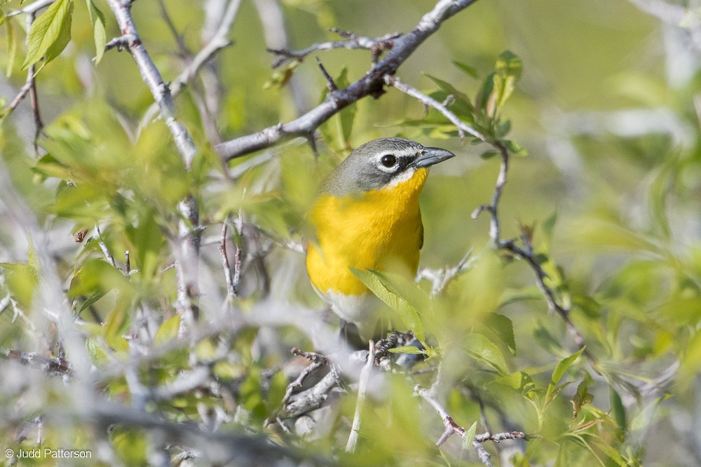 Yellow-breasted Chat - ML572347831