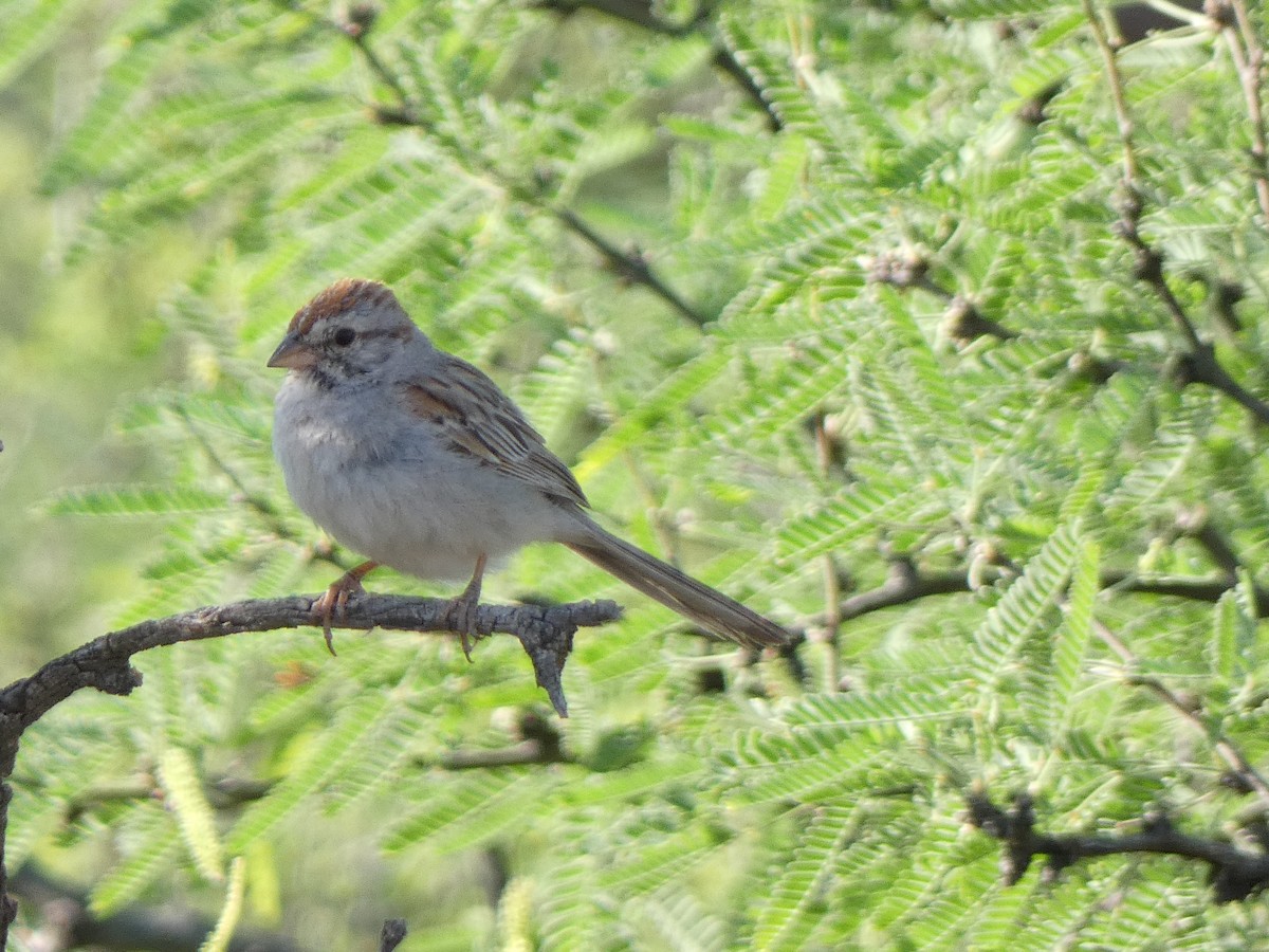 Rufous-winged Sparrow - ML572350581