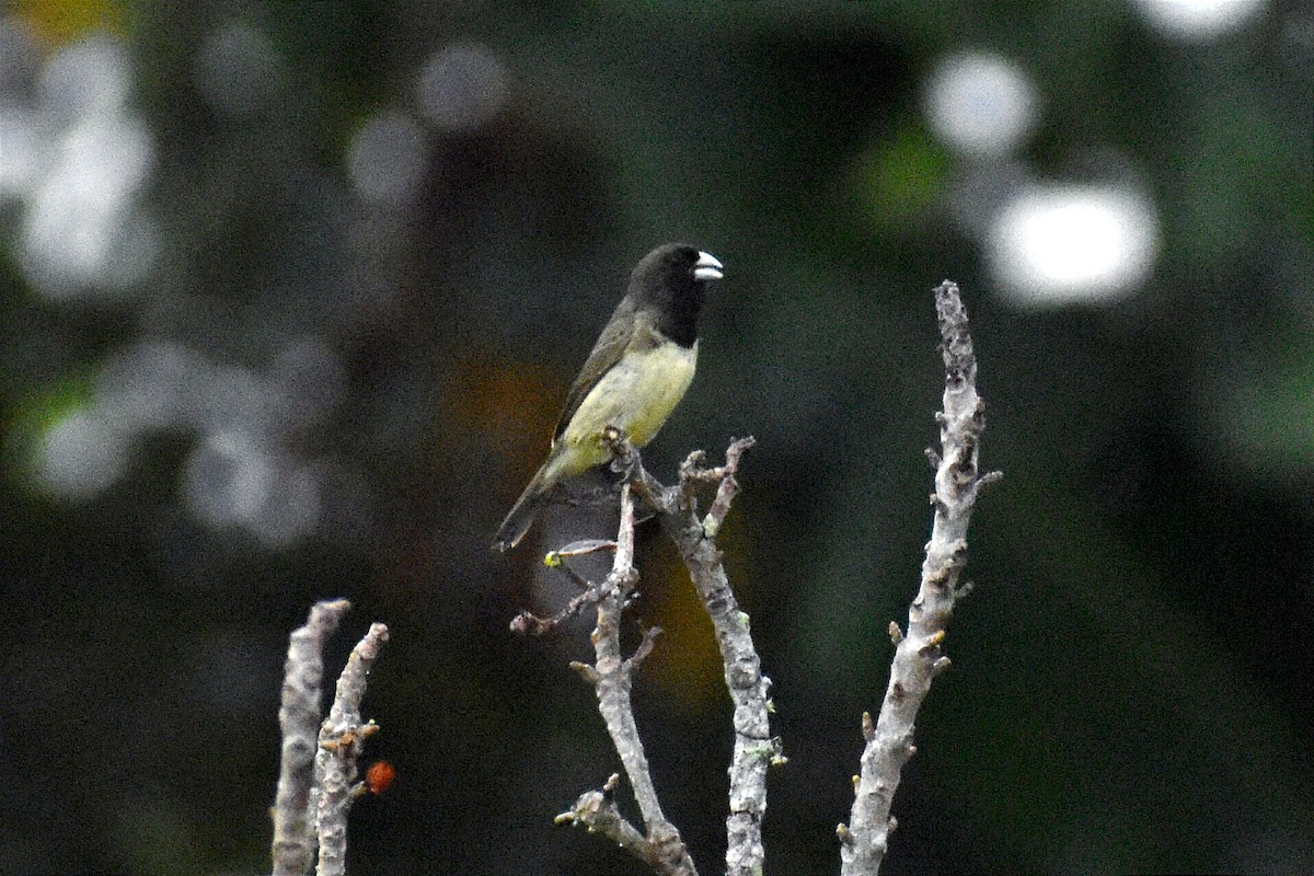 Yellow-bellied Seedeater - ML572355611