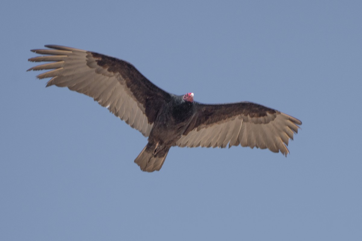 Turkey Vulture - ML572356331